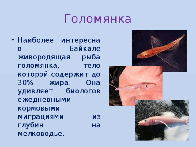 Голомянка Наиболее интересна в Байкале живородящая рыба голомянка, тело которой содержит до 30% жира. Она удивляет биологов ежедневными кормовыми миграциями из глубин на мелководье. 