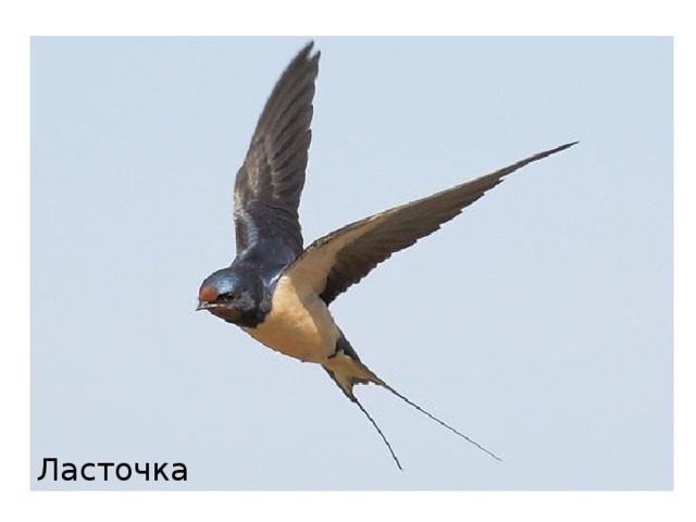 Ласточка 