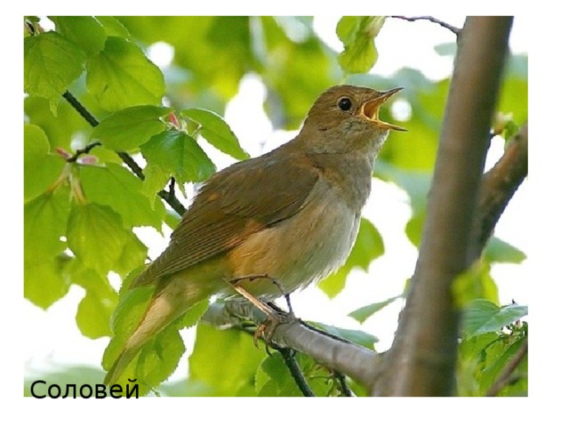 Соловей 