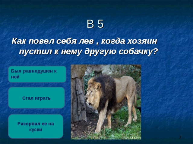 В 5 Как повел себя лев , когда хозяин пустил к нему другую собачку?  Был равнодушен к ней  Стал играть Разорвал ее на куски 