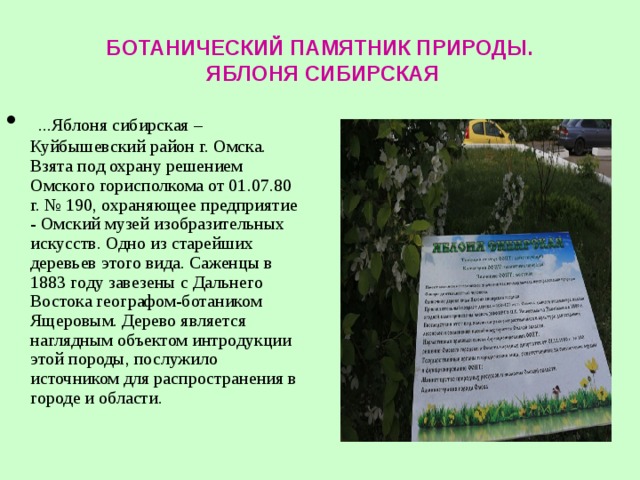 Охрана памятников природы. Яблоня Сибирская Омск памятник природы. Памятники природы Омска и Омской области. Ботанические памятники природы. Памятник природы яблоня Сибирская.