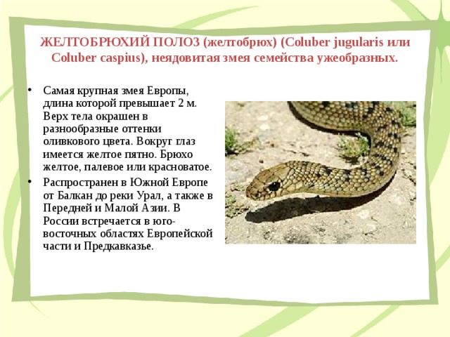 ЖЕЛТОБРЮХИЙ ПОЛОЗ (желтобрюх) (Coluber jugularis или Coluber caspius), неядовитая змея семейства ужеобразных.   Самая крупная змея Европы, длина которой превышает 2 м. Верх тела окрашен в разнообразные оттенки оливкового цвета. Вокруг глаз имеется желтое пятно. Брюхо желтое, палевое или красноватое. Распространен в Южной Европе от Балкан до реки Урал, а также в Передней и Малой Азии. В России встречается в юго-восточных областях Европейской части и Предкавказье. 