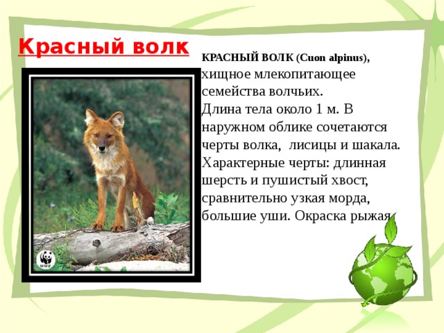 Красный волк   КРАСНЫЙ ВОЛК (Сuon alpinus), хищное млекопитающее семейства волчьих. Длина тела около 1 м. В наружном облике сочетаются черты волка, лисицы и шакала. Характерные черты: длинная шерсть и пушистый хвост, сравнительно узкая морда, большие уши. Окраска рыжая.   