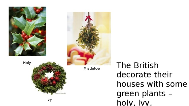 The British decorate their houses with some green plants – holy, ivy, mistletoe. Holy Mistletoe Ivy 