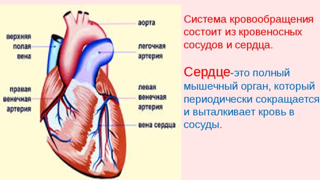 Система кровообращения состоит из кровеносных сосудов и сердца.   Сердце -это полный мышечный орган, который периодически сокращается и выталкивает кровь в сосуды . 