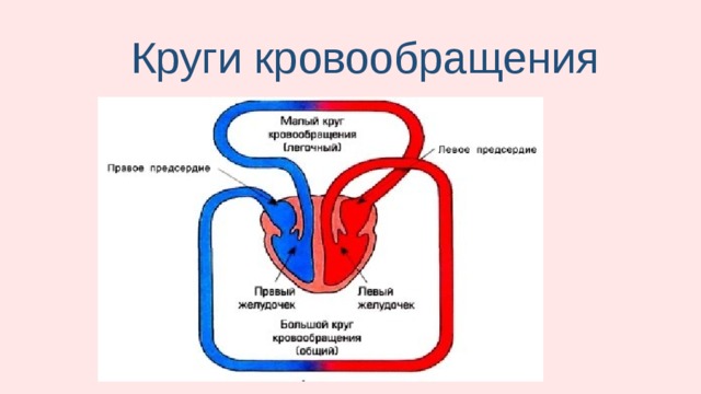 Какой буквой на рисунке обозначена камера сердца в которой заканчивается большой круг кровообращения