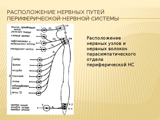 Нервный узел где. Расположение нервных узлов. Расположение нервных узлов парасимпатического отдела. Ганглии парасимпатической нервной системы. Нервные узлы человека.