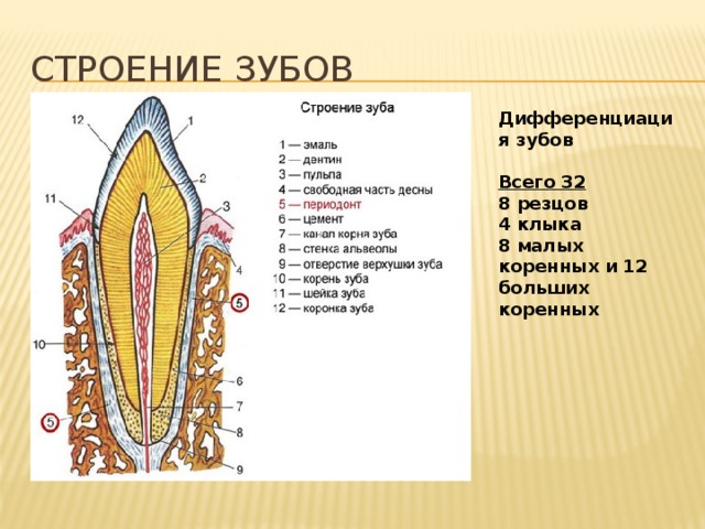 Части внешнего строения зуба. Строение зубов резцы клыки. Строение зубов схема. Клык анатомия зуба строение. Строение зуба клыка человека схема.