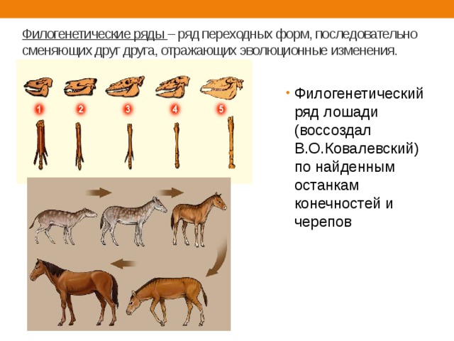 Как называют представленный на рисунке ряд предков современной лошади какие изменения