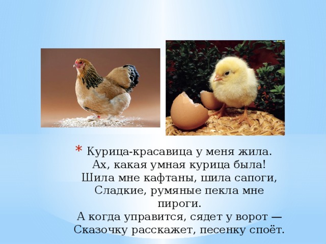 Курица красавица картинки