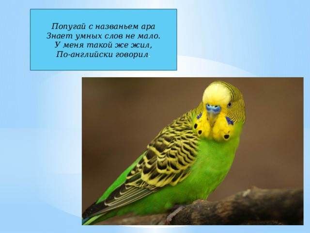 Попугай с названьем ара  Знает умных слов не мало.  У меня такой же жил,  По-английски говорил . 