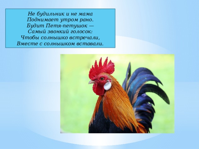 Не будильник и не мама  Поднимает утром рано.  Будит Петя-петушок —  Самый звонкий голосок:  Чтобы солнышко встречали,  Вместе с солнышком вставали. 