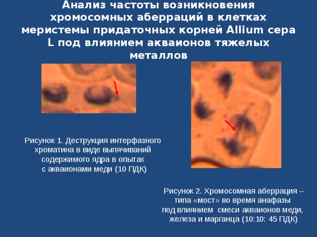 Анализ частоты возникновения хромосомных аберраций в клетках меристемы придаточных корней Allium сера L под влиянием акваионов тяжелых металлов Рисунок 1. Деструкция интерфазного хроматина в виде выпячиваний содержимого ядра в опытах с акваионами меди (10 ПДК) Рисунок 2. Хромосомная аберрация – типа «мост» во время анафазы под влиянием смеси акваионов меди, железа и марганца (10:10: 45 ПДК) 