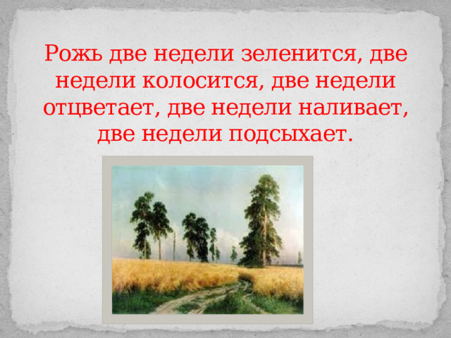 Рожь две недели зеленится, две недели колосится, две недели отцветает, две недели наливает, две недели подсыхает. 