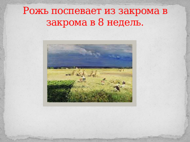 Рожь поспевает из закрома в закрома в 8 недель. 