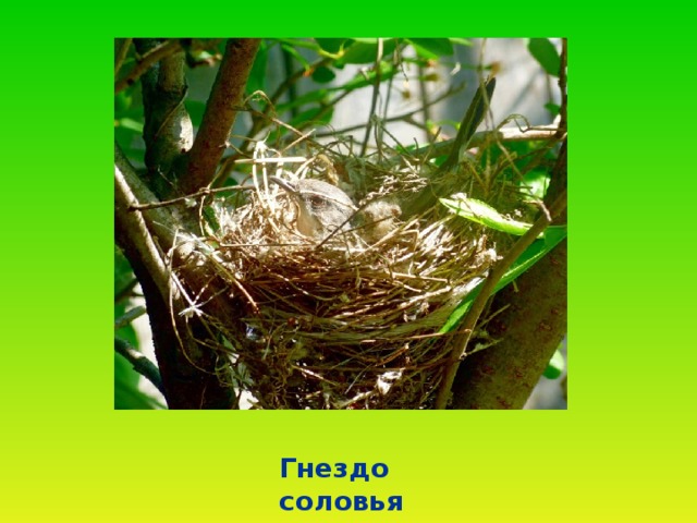 Какое гнездо у соловья фото