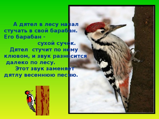 А дятел в лесу начал стучать в свой барабан. Его барабан -  сухой сучок.  Дятел стучит по нему клювом, и звук разносится  далеко по лесу.  Этот звук заменяет дятлу весеннюю песню.