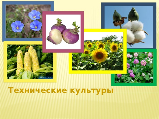 Основные технические культуры