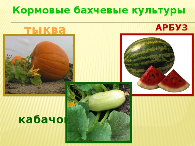 Вредители овощных и бахчевых культур