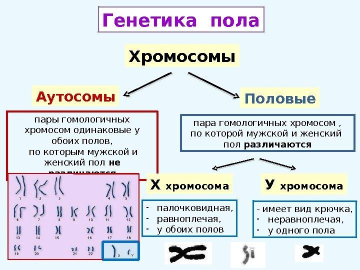 В лаборатории студенты изучают моносомию в их распоряжении имеется семь образцов клеток растений