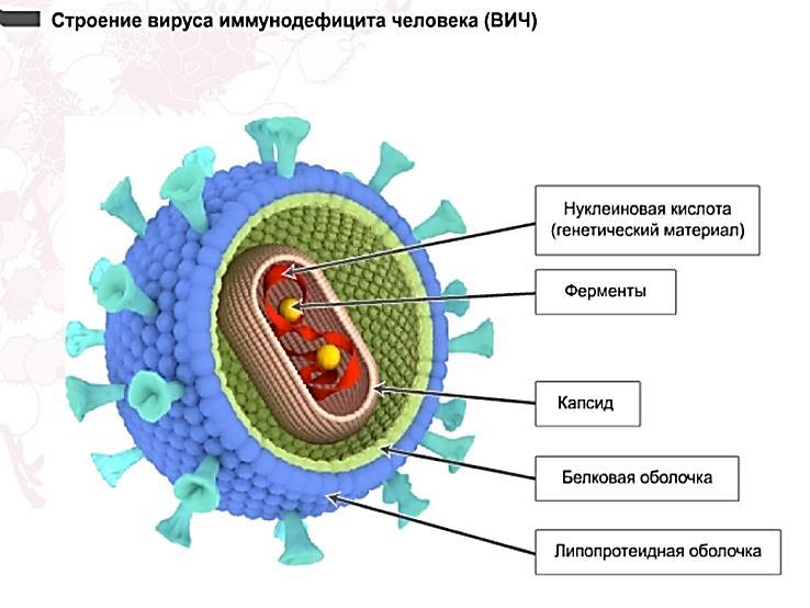 Спид проект по биологии