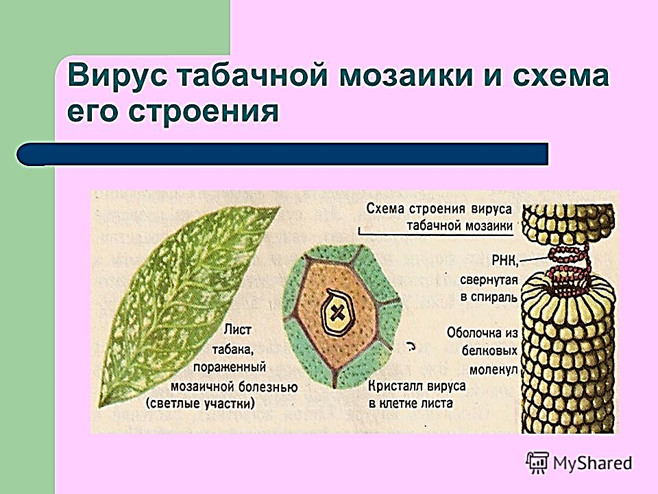 Картинки ВИРУС ТАБАЧНОЙ МОЗАИКИ