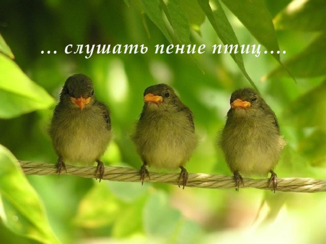 … слушать пение птиц….