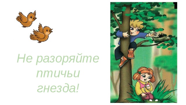 Не разоряй гнезда рисунок