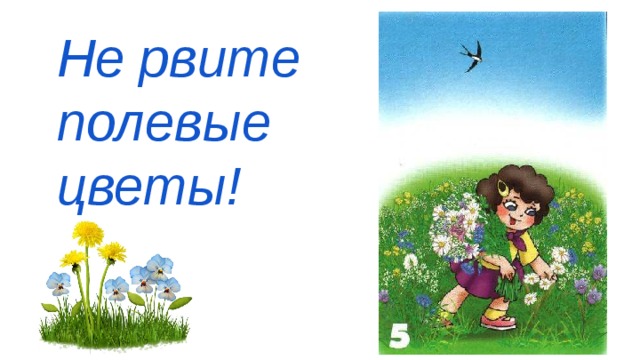 Не рвите цветы в лесу картинки для детей