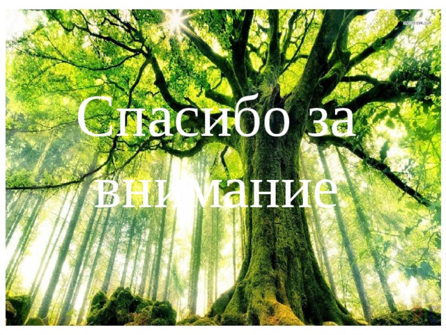 Спасибо за внимание 