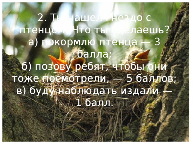 2. Ты нашел гнездо с птенцом. Что ты сделаешь?  а) покормлю птенца — 3 балла;  б) позову ребят, чтобы они тоже посмотрели, — 5 баллов;  в) буду наблюдать издали — 1 балл.  