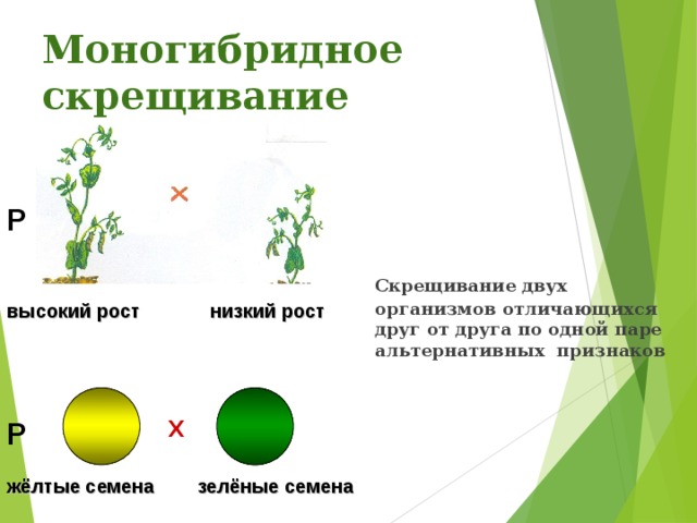 Скрещивание тема по биологии. Желтые семена х зеленые семена монгибридное скрещивание. Закономерности наследования признаков моногибридное скрещивание. Закономерности моногибридного скрещивания. Скрещивание организмов отличающихся по одной паре признаков.