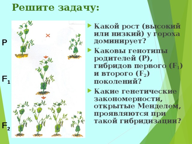 Генетические закономерности открытые г менделем презентация 11 класс
