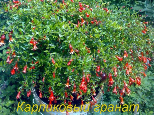 Комнатный гранат фото - DelaDom.ru