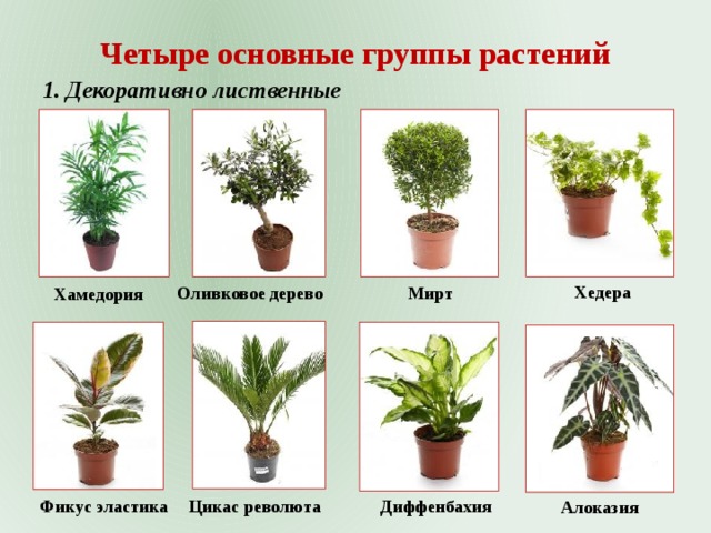 разновидности растений