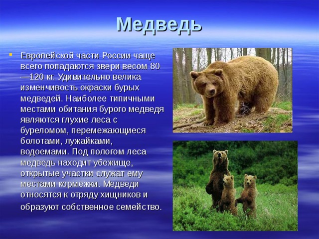 Медведь Европейской части России чаще всего попадаются звери весом 80—120 кг. Удивительно велика изменчивость окраски бурых медведей. Наиболее типичными местами обитания бурого медведя являются глухие леса с буреломом, перемежающиеся болотами, лужайками, водоемами. Под пологом леса медведь находит убежище, открытые участки служат ему местами кормежки. Медведи относятся к отряду хищников и образуют собственное семейство.  