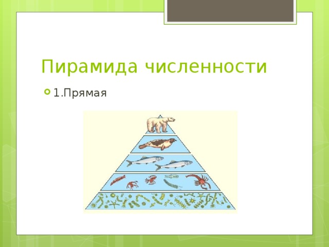 Пирамида численности 1.Прямая 