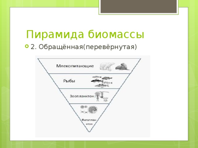 Пирамида биомассы 2. Обращённая(перевёрнутая) 