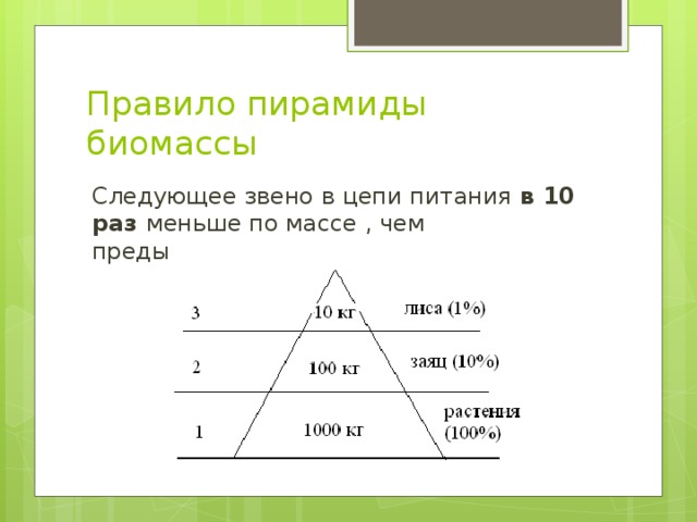 Правило 10 общество. Основание экологической пирамиды. Экологическая пирамида. Экологические пирамиды пирамида биомасс. Звенья экологической пирамиды.