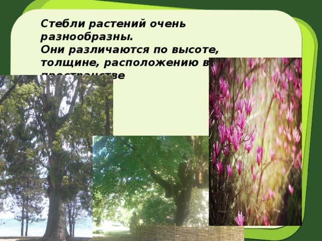 Стебли растений очень разнообразны.  Они различаются по высоте, толщине, расположению в пространстве 