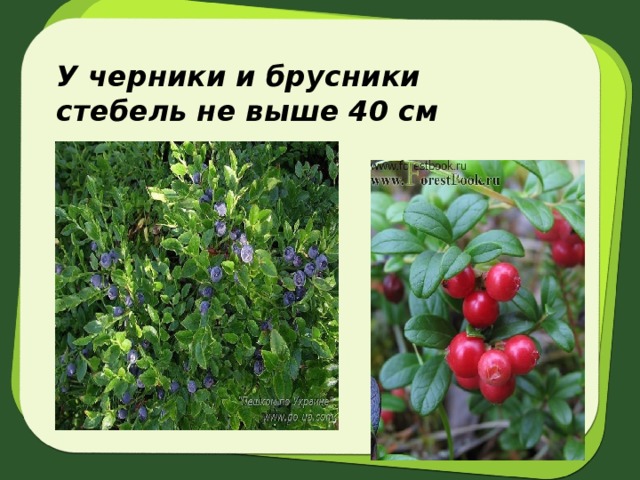 У черники и брусники стебель не выше 40 см 