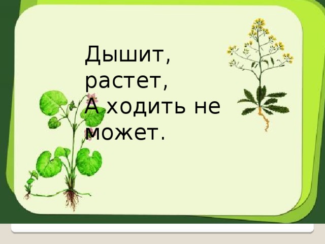 Дышит, растет, А ходить не может. 