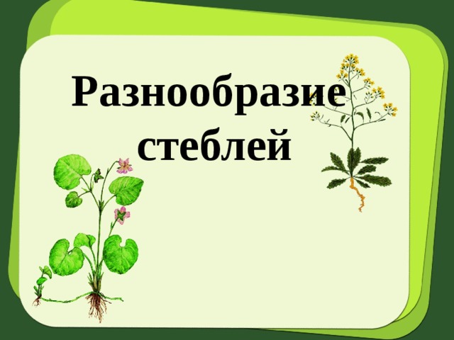 Презентация разнообразие