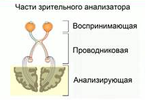 Укажите какие отделы зрительного анализатора отмечены на рисунке цифрами