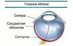 Глазное яблоко оболочки представлен