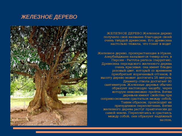  ЖЕЛЕЗНОЕ ДЕРЕВО  ЖЕЛЕЗНОЕ ДЕРЕВО   Железное дерево получило своё название благодаря своей очень твёрдой древесине. Его древесина настолько тяжела, что тонет в воде!   Железное дерево, произрастающее в Иране, Азербайджане называется темир-агач, в Персии - Parrotia persica (парротия). Древесина персидского железного дерева очень красивая: она имеет бледно розовый цвет, который со временем приобретает коричневый оттенок. В высоту дерево может достигать 25 метров. Диаметр ствола достигает 90 сантиметров.   Железные деревья обычно образуют настоящую чащобу, через которую невозможно пройти. Ветви деревьев имеют свойства при соприкосновении срастаться между собой. Таким образом, происходит их причудливое переплетение. Ветви железного дерева растут практически до самой земли. Переплетаясь и срастаясь между собой, они образуют надёжный заслон. 