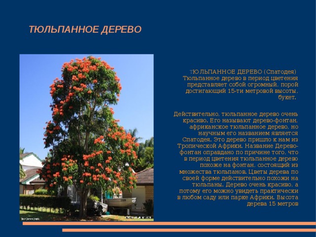  ТЮЛЬПАННОЕ ДЕРЕВО  Т ЮЛЬПАННОЕ ДЕРЕВО (Спатодея)   Тюльпанное дерево в период цветения представляет собой огромный, порой достигающий 15-ти метровой высоты, букет.   Действительно, тюльпанное дерево очень красиво. Его называют дерево-фонтан, африканское тюльпанное дерево, но научным его названием является Спатодея. Это дерево пришло к нам из Тропической Африки. Название Дерево-фонтан оправдано по причине того, что в период цветения тюльпанное дерево похоже на фонтан, состоящий из множества тюльпанов. Цветы дерева по своей форме действительно похожи на тюльпаны. Дерево очень красиво, а потому его можно увидеть практически в любом саду или парке Африки.   Высота дерева 15 метров 