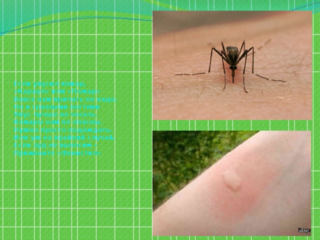Тема укусы насекомых