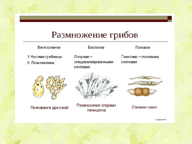 Строение гриба паразита 5 класс. Особенности размножения грибов-паразитов. Размножение грибов 5 класс биология.