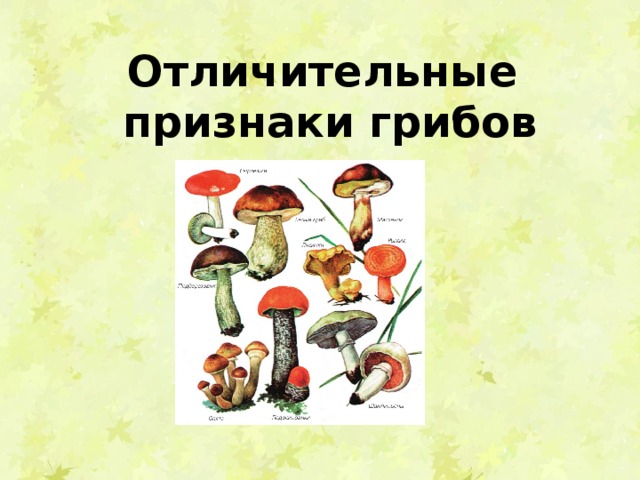 Отличительные признаки грибов 